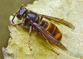 Image result for Sophora velutina