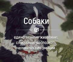 interesnye fakty sobaki interesnye fakty fakty zabavnye fakty