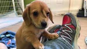 This Unicorn Puppy Has A Tail Growing Out Of His Forehead Rescue Puppies Narwhal Puppies