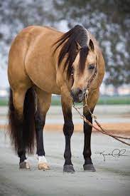 2 hh, buckskin, stunning in beauty, tall and. Love Buckskin Horses Horses Quarter Horse Beautiful Horses