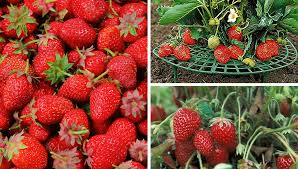 Sie lieben erdbeeren, haben aber keinen platz um selbst welche anzubauen. Erdbeer Pflanzen Reifen Besser Mit Dem Erdbeer Reifer