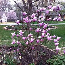 Pin By Lake Girl On Our Yard Jane Magnolia Tree Jane Magnolia Magnolia Trees