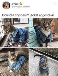 Follow My Pinterest Diamondroseev Cute Baby Animals Cute Animals Cat Memes