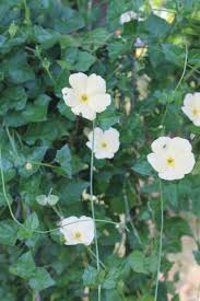 Image result for Thunbergia dregeana