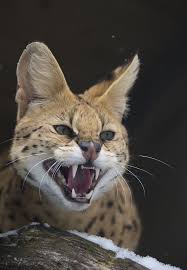 African Serval Wild Cat Hayvanlar Kedi Heykel
