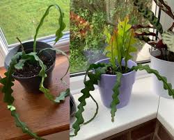 The worse case is that maybe it is signaling that your plant is dry and. My Fishbone Cactus Before After 2 Months Growth It Was Pretty Dry And Limp When I Bought It But Look At All Those New Shoots Indoorgarden