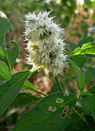 Image result for Cyathula orthacantha