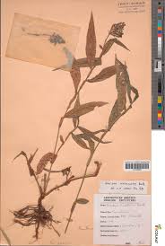 Image result for Aneilema