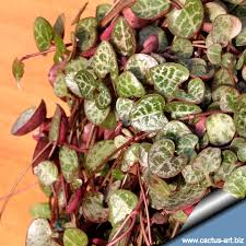Image result for Ceropegia schultzei