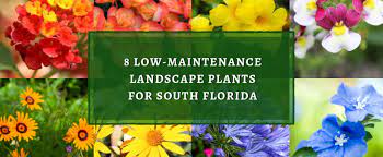 No commission, no charges, no fees. 8 Low Maintenance Landscape Plants For South Florida Plant Professionals
