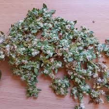 Image result for Guilleminea densa