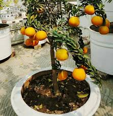 Image result for à¦¬à¦¾à§œà¦¿à¦° à¦›à¦¾à¦¦à§‡ à¦–à¦¾à¦®à¦¾à¦°