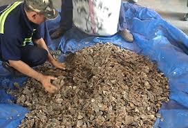 Scale your defi trading with pangolin. Hcm City 3 3 Tonnes Of Pangolin Scales Confiscated Vietnam Times