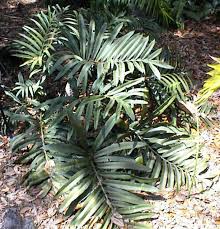 Image result for Stangeriaceae