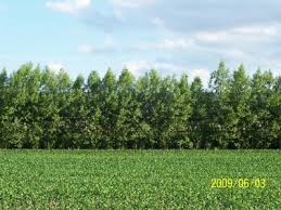 Use them in commercial designs under lifetime, perpetual & worldwide rights. Austree Hybrid Willow Windbreak Trees