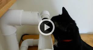 Elle propose de l'eau fraiche, chaude et gazeuse de la qualité des plus grandes eaux minérales.… Envie D Une Fontaine A Eau Pour Votre Chat Construisez La Vous Meme Video Du Jour Videos Wamiz