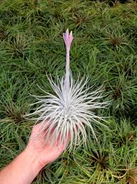 Image result for Tillandsia