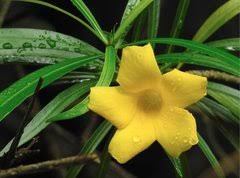 Image result for Crepidorhopalon rupestris