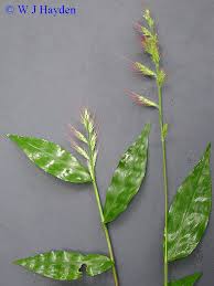 Image result for Oplismenus