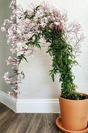 Check spelling or type a new query. 18 Best Indoor Vining Plants That Climb Or You Can Hang List
