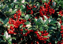 Maybe you would like to learn more about one of these? Holly Dragon Lady Clark Brothers Nursery