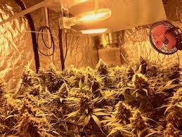 Die 7 schritte formel zum hanfanbau (cannabis buch, cannabis anbau, homegrowing, hanf anbauen, mariuhana anbau, weed, gras, thc, cbd). Anleitung Zum Cannabis Anbau Indoor Schritt Fur Schritt