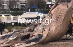 Η κοινή ονομασία φάλαινα περιλαμβάνει τα θηλαστικά που ανήκουν στις οικογένειες φαλαινίδες, φαλαινοπτερίδες και φυσητηρίδες. X Wpneat1qfn4m