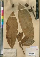 Image result for Chrysophyllum gorungosanum