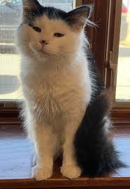 Kings Harvest Pet Rescue No Kill Shelter 563 386 3117