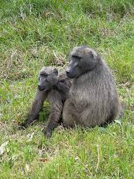 Profile for Global Attitude