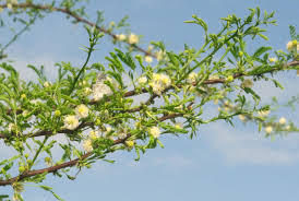 Image result for Acacia grandicornuta