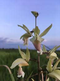Image result for Eulophia flavopurpurea