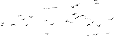 Flock Of Seagulls Png Free Flock Of Seagulls Png Transparent Images 80517 Pngio Flying bird gulls flocks, white simple seagull flying bird decorative pattern, flock of bird flying transparent background png clipart.