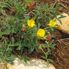 Image result for Argyrolobium