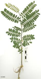 Image result for Dalbergia nitidula