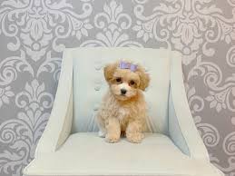 As a designer breed, they bring the best from the bichon frise and the toy poodle. Bichon Poo Puppies Furrybabies