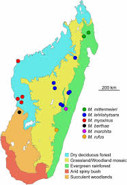 Pour ceux qui utilisent des cartes, il y en a sûrement qui ont remarqué qu'il faut bidouiller les cartes. Madagascar La Foret Tropicale Carte Carte De Madagascar La Foret Tropicale Afrique De L Est Afrique