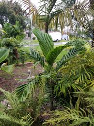 Image result for Ptychosperma elegans