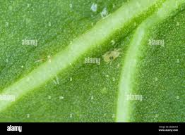 Image result for Tetranychidae grapevine