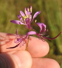 Image result for Cleome maculata