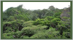 The largest rainforests are in the amazon in brazil (south america), demographic republic of congo (africa). Spotlight On Tropical Rainforests