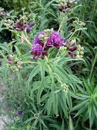 Vernonia fasciculata - Common Ironweed - Native Plant