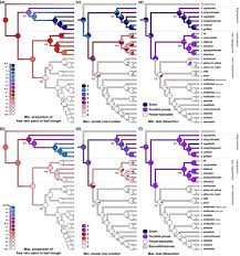 Image result for Stegnogramma