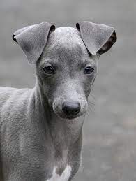 Piccolo levriero italiano) is an italian breed of small sighthound. Pin By Elizabeth Mctaggart On Animals In 2021 Italian Greyhound Puppies Greyhound Puppy Puppies