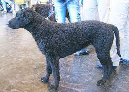 Soft mouthed, beautiful coats and temperaments. Curly Coated Retriever Wikipedia