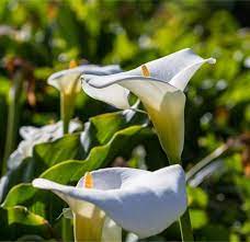 Callas need to rest for a few months before growing again. How To Grow And Care For Calla Lily Flowers Garden Design