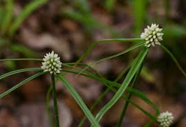 Image result for Cyperus dubius