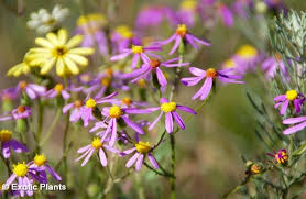 Image result for Senecio elegans
