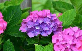 Maybe you would like to learn more about one of these? Flowers Hydrangea Earth Flower Leaf Pink Flower Purple Flower Hd Wallpaper Wallpaperbetter