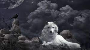 wolf s hanging with there friends hayvanlar beyaz kurt kutup kurdu